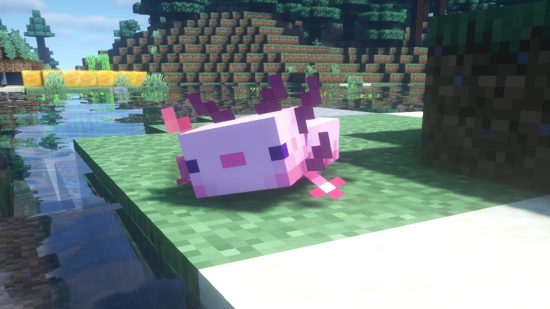 Minecraft Lush Caves: a pink axolotl, an exclusive mob to the lush caves in Minecraft.