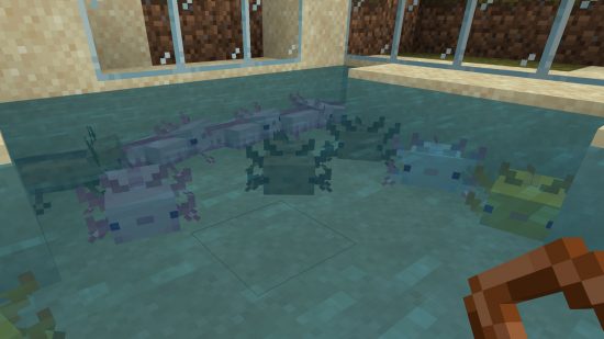 The Minecraft axolotl comes in multiple colors and the rarest is blue