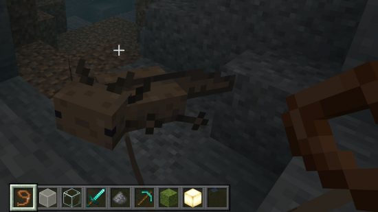 You can tame a Minecraft axolotl by putting a lead on it
