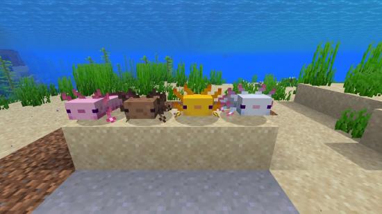 Minecraft mod: a group of axolotl gather in Minecraft underwater