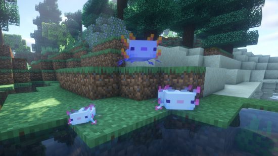 Minecraft axolotl breeding: Two adult axolotls and a baby walk towards water