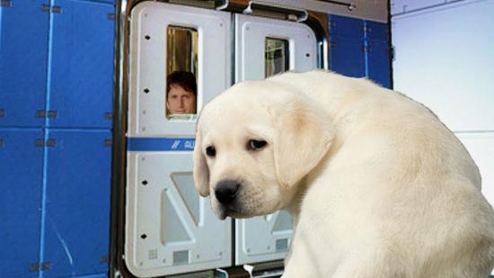 Starfield fans staring at doors: a dog looks sad as Todd Howard peers through a Starfield door