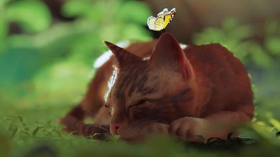 stray no damage run ginger cat lies asleep in a field with a butterfly flying above its head