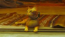 Stray cat behaviour expert: Cat protagonist sitting on rug