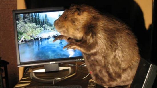 The beaver gaming computer sits next to a screen
