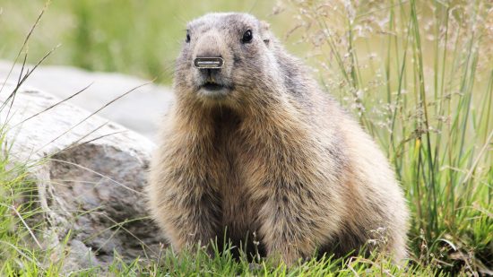 A beaver is out in the wild with a USB Type C connection superimposed over its nose