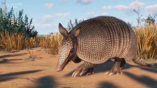 Best management games: An armadillo roams its enclosure in Planet Zoo