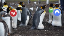 Best Linux VPN - image shows a bunch of penguins walking around with VPN logos on their bodies.