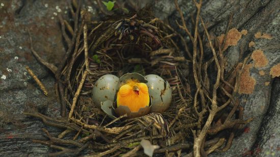 Hogwarts Legacy A Bird in the Hand - a Fwooper chick hatching out of its egg. Two other eggs are about to hatch.