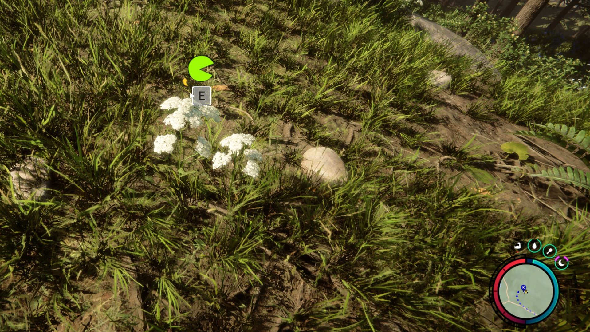 Comment obtenir de l'eau dans Sons of the Forest : La plante renoncule, une mauvaise herbe avec une gerbe de bourgeons blancs.