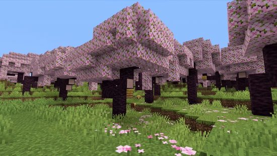 Minecraft Cherry blossom biome: أشجار أزهار الكرز الوردي Minecraft بقدر ما يمكن للعين رؤيته ، مع بتلات ساكورا وردية على الأرض تحتها.