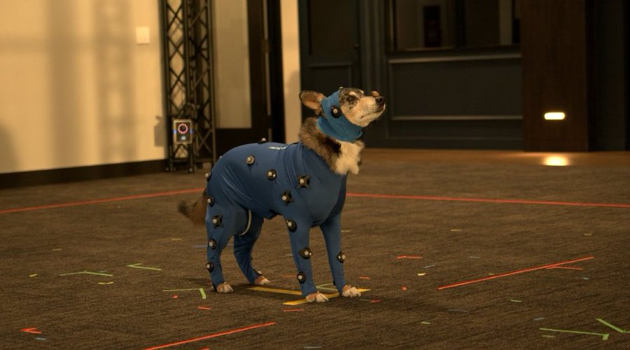 Red Dead Redemption 2 perro muerto: un adorable perro, Einstein, que interpreta a Caín en Red Dead Redemption 2, vestido con un traje de captura de movimiento