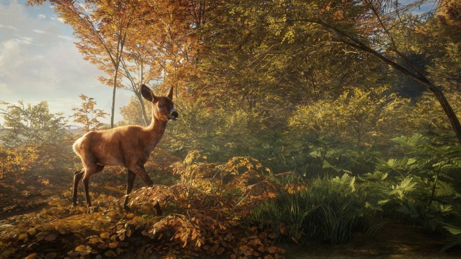 A doe stands in the light of the woods