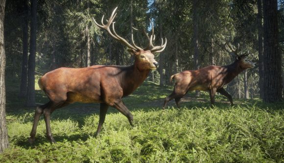 Two deer stags walk through a grassy clearing in the woods
