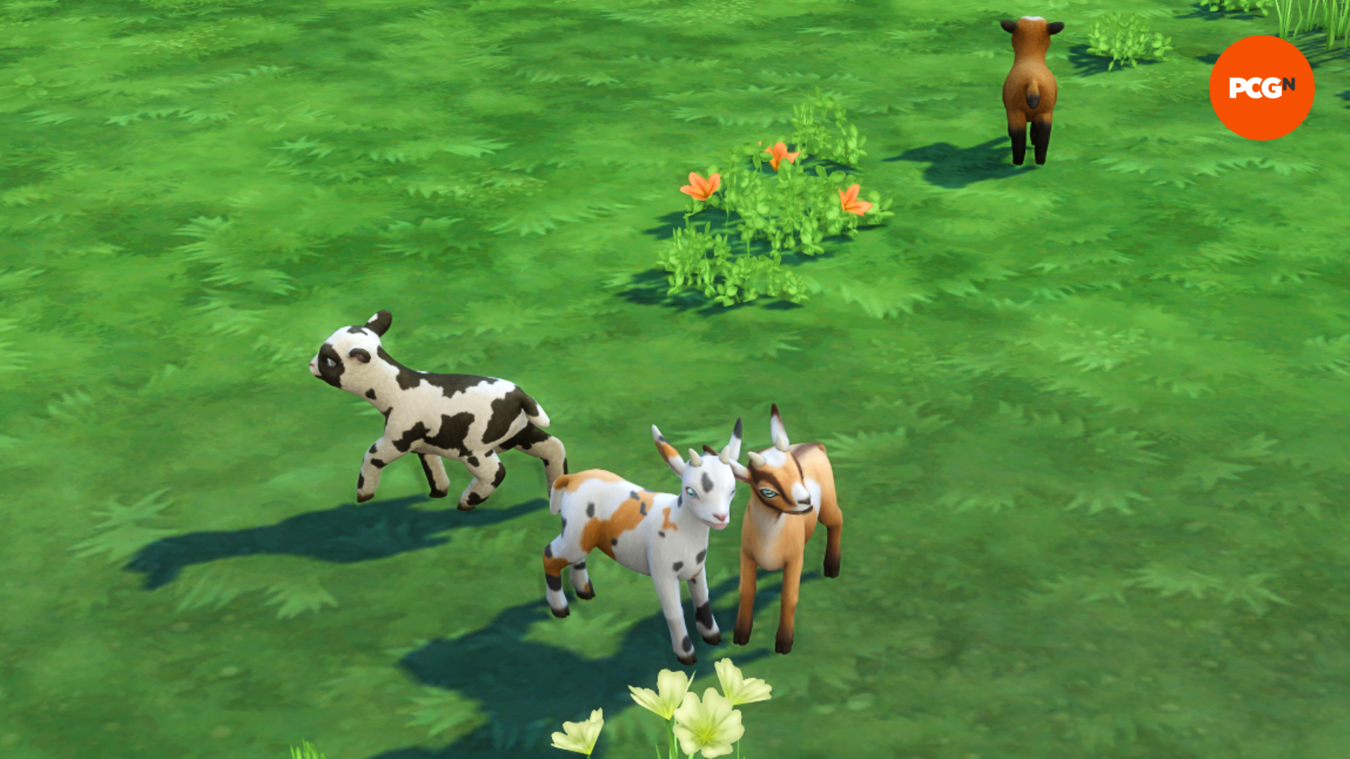 A group of four goats, each with a different color and pattern, stand in a grassy field full of flowers