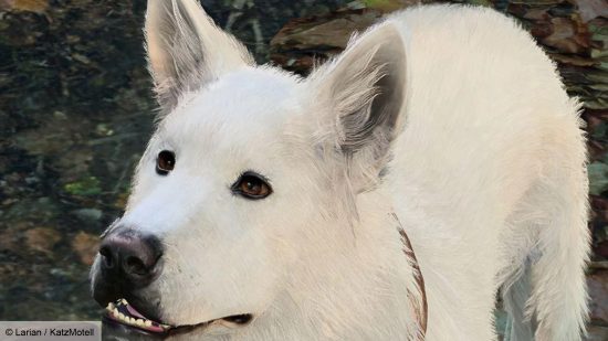 A fluffy white dog, Scratch from Baldur's Gate 3. 