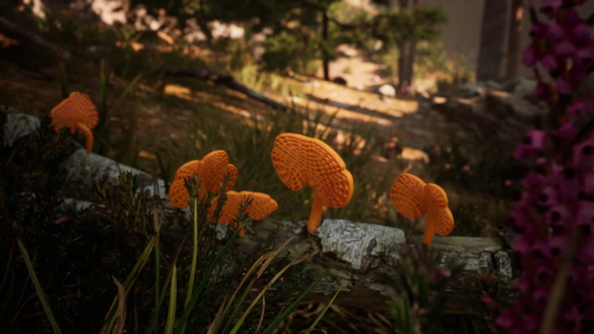 Zoek naar paddenstoelen en maak foto's van dieren in het wild in deze nieuwe simulatie