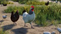 Planet Zoo becomes Planet Petting Zoo in newly announced DLC: A Sussex chicken struts with other chickens coming in behind.