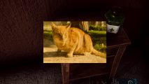 The Stairway 7 is PT with a cat - A person in a dark corridor inspects a photograph of a ginger cat.