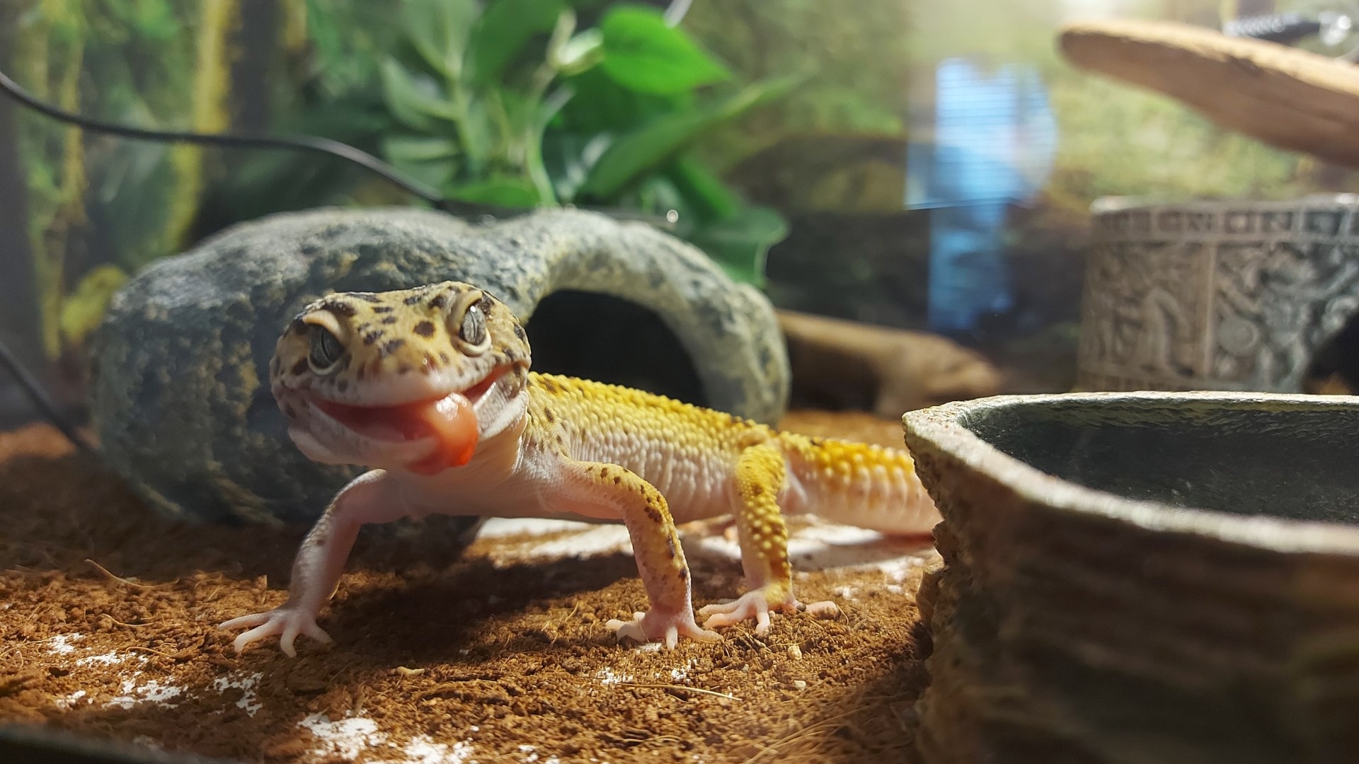 This pet leopard gecko is now memorialized as a Total Warhammer unit