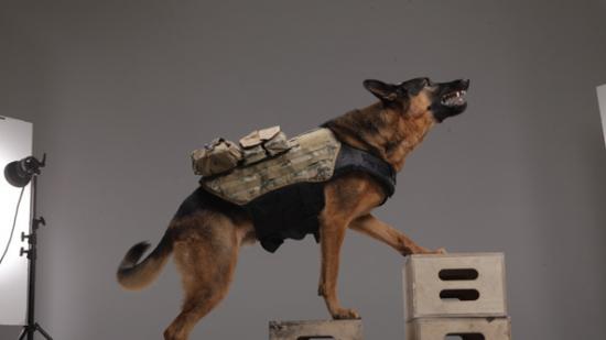 call_of_duty_ghosts_dog_boxes
