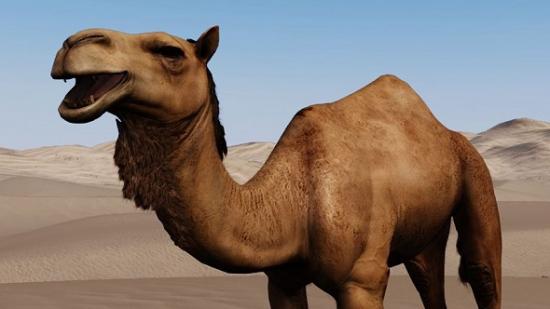 mount_and_blade_bannerlord_camel