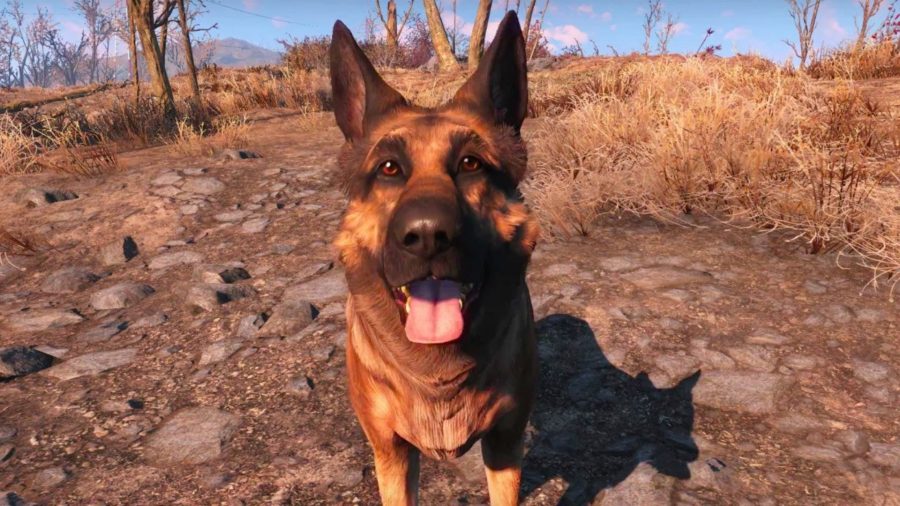 Dogmeat happily gazing at the player in one of the best Fallout 4 site, Everyone's Best Friend