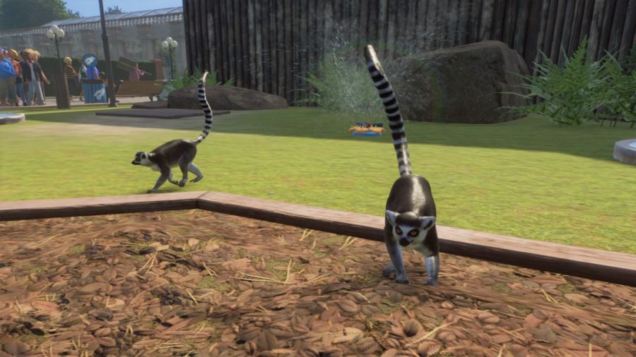 Planet Zoo ring-tailed lemurs