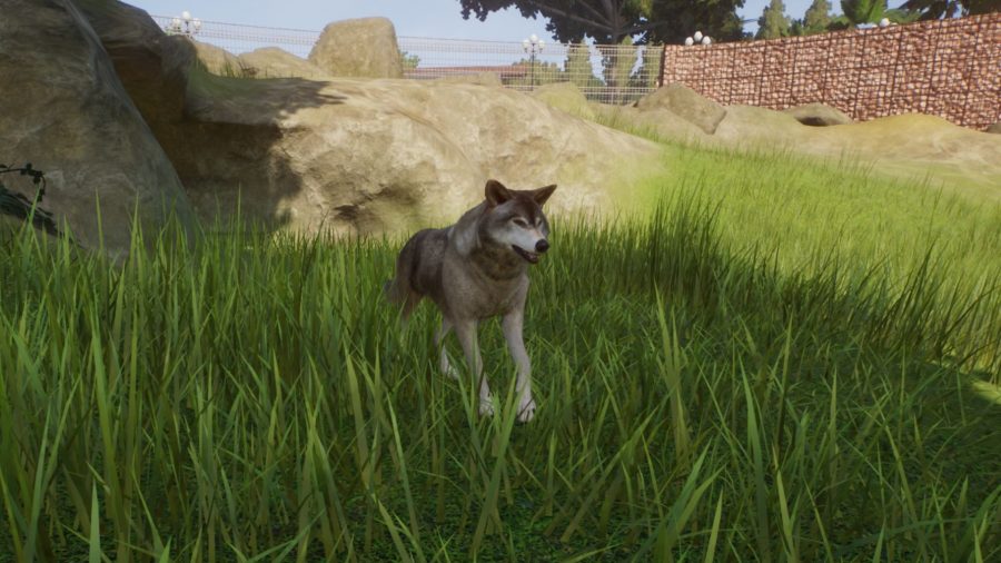 A wolf in Planet Zoo