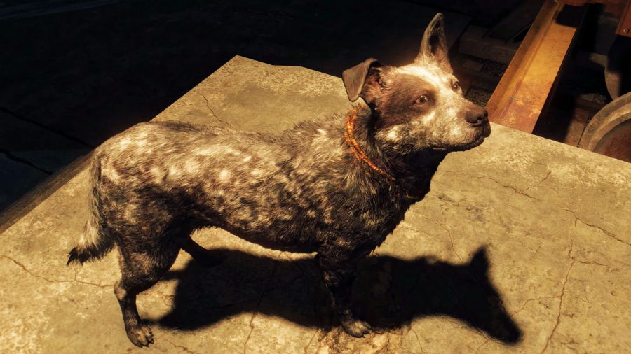 Boom Boom, the stealth amigo, looking up at his owner in Far Cry 6