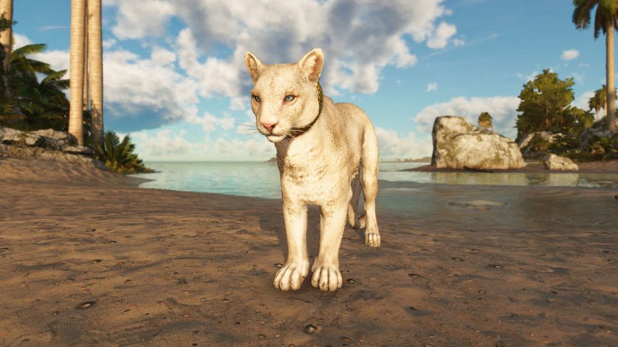 Champagne, the white big cat, staring off in the distance in Far Cry 6