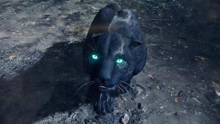 Oluso, the black panther, looking at the player in Far Cry 6