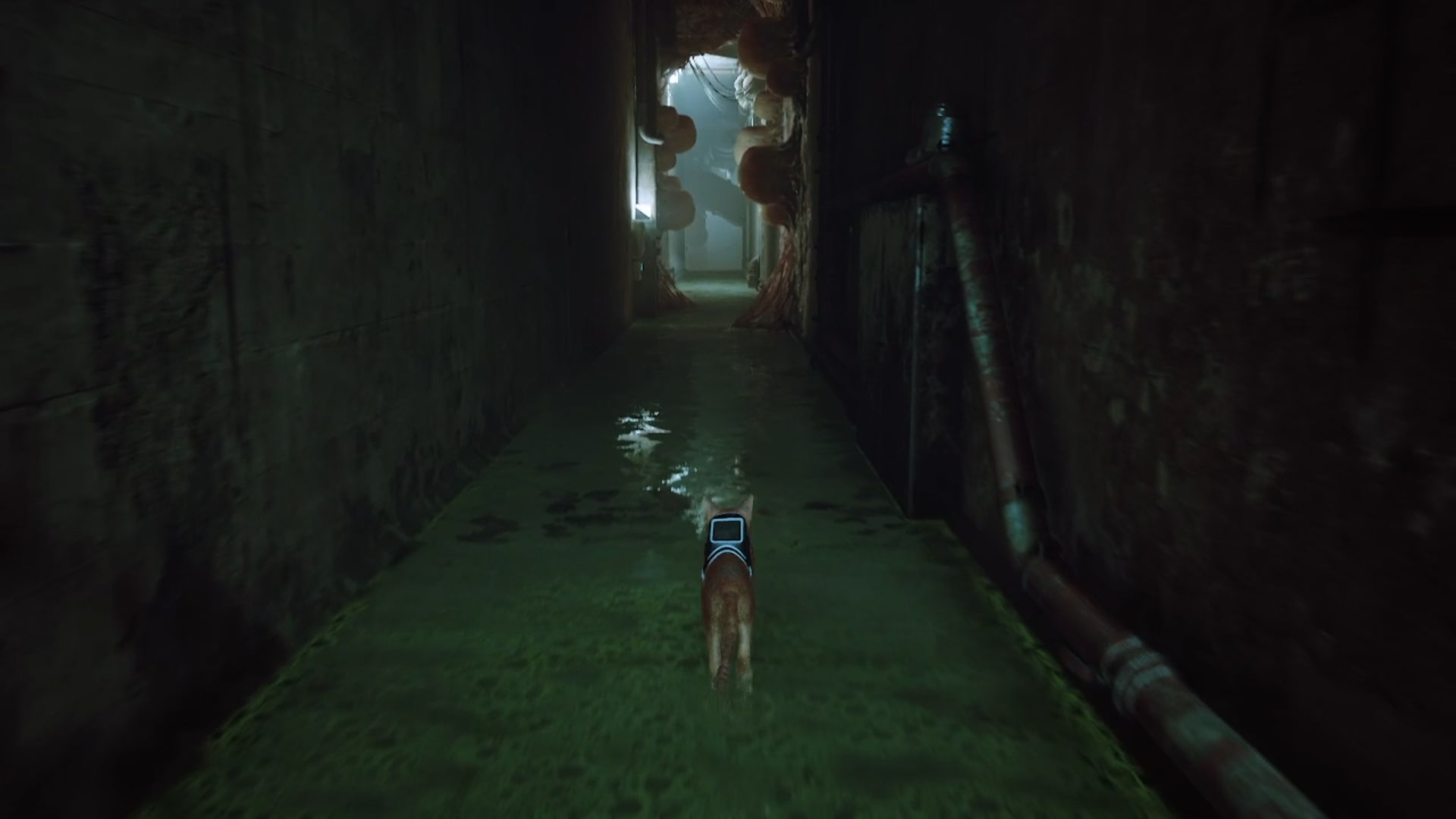 Stray memories guide: The orange tabby runs along a corridor flooded by sewage. Further along the corridor, clusters of Zurk eggs are attached to the walls, held up by strange sinewy flesh